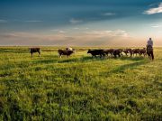 cow, grassland, grazing, nomad, dornod plain, asahi, mongolia, landscape, cow, cow, cow, cow, cow, mongolia, mongolia